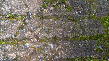 old concrete roads that have started to break down and are mossy photo