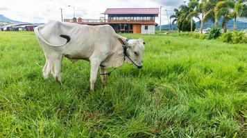 cow in the green grass photo