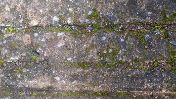 old concrete roads that have started to break down and are mossy photo