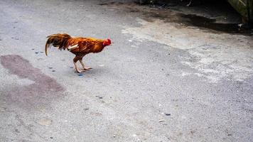 chickens in traditional market streets photo