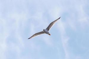 common gull flying in a cloudy sky photo