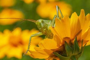 cerca arriba de verde saltamontes mirando fuera desde amarillo flor en jardín foto