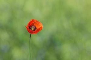 red poppy flower against green grass background photo