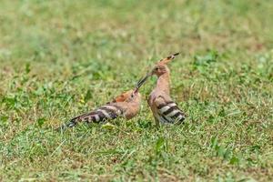 close up of hoopoe feeding nestling in grass photo