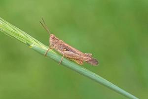 close up of grasshopper sitting on blade in grass photo