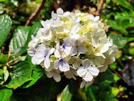 Hortensia flower or Hydrangea Macrophylla in the garden, with morning day light. photo