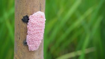 Golden apple snail spawn egg at a twig in a rice field. video