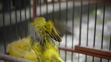 amarelo doméstico canário pássaro ou serinus canaria forma domestica sentado em uma galho dentro uma cela video