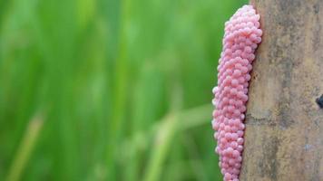 Golden apple snail spawn egg at a twig in a rice field. video