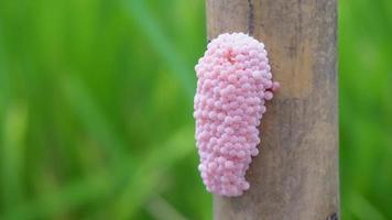 golden Apfel Schnecke laichen Ei beim ein Zweig im ein Reis Feld. video