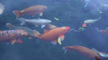 peces koi en el estanque, peces carpas de lujo están nadando en el agua video