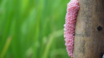 Golden apple snail spawn egg at a twig in a rice field. video