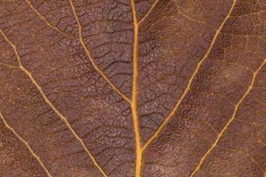 abstract natural background, close up of dry brown leaf texture photo