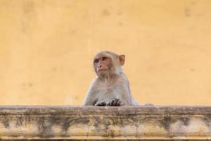 little monkey sitting on wall of old building in Jaipur, India photo