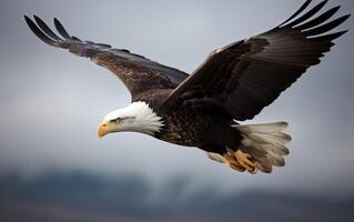 Bald eagle soaring in the sky with wings spread wide. The background is cloud. photo