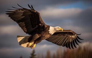 Bald eagle soaring in the sky with wings spread wide. The background is cloud. photo