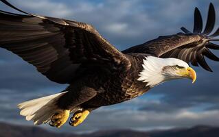 Bald eagle soaring in the sky with wings spread wide. The background is cloud. photo