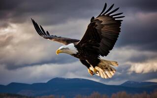 Bald eagle soaring in the sky with wings spread wide. The background is mountain. photo