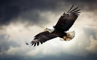 Bald eagle soaring in the sky with wings spread wide. The background is cloud. photo