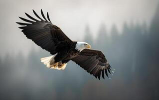 calvo águila altísimo en el cielo con alas untado ancho. el antecedentes es nube. generativo ai foto