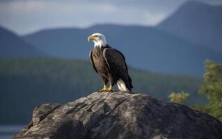 Bald Eagle perched a top rocky cliff with mountain background. photo