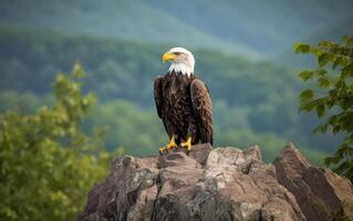 Bald Eagle perched a top rocky cliff with mountain background. photo