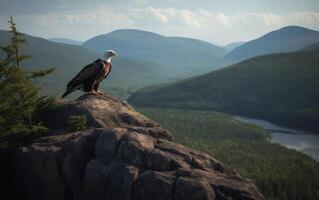 Bald Eagle perched a top rocky cliff with mountain background. photo