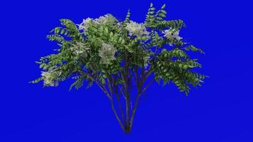 árbol plantas animación lazo - japonés angélica - chino angélica - coreano angélica - Aralia elata - verde pantalla croma llave - 2a - verano primavera video