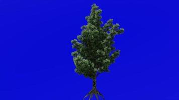 Baum Pflanzen Animation - - Sauerholz, Sauerampfer Baum - - Oxydendrum - - Grün Bildschirm Chroma Schlüssel - - Blume - - 1a video