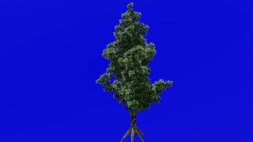 árvore plantas animação - madeira ácida, alazão árvore - oxydendrum - verde tela croma chave - flor - 1b video
