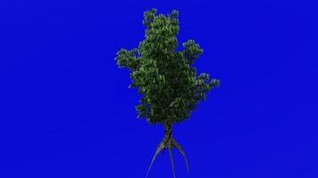 Tree plants animation - sourwood, sorrel tree - oxydendrum - green screen chroma key - flower - 2b video