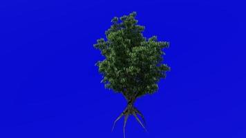 árvore plantas animação - madeira ácida, alazão árvore - oxydendrum - verde tela croma chave - flor - 2a video