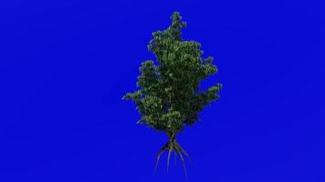 Tree plants animation - sourwood, sorrel tree - oxydendrum - green screen chroma key - flower - 2c video