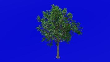 Baum Pflanzen Animation - - Süss Gummi, süßer Kaugummi, Star Gummi, Gummi, Rotgummi, Satin- Nussbaum, amerikanisch Storax - - liquidambar - - Grün Bildschirm Chroma Schlüssel - - 1b - - Sommer- Frühling video