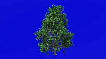 Tree plants animation - sweet gum, sweetgum, star gum, gum, redgum, satin walnut, american storax - liquidambar - green screen chroma key - 2a - summer spring video