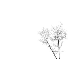 Isolated Silhouette dry twigs of tree with transparent white tone leaves blowing, white background with clipping path, cutout, wallpaper photo