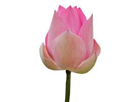 Isolated, cutout of big button of single, pink lotus, water lily, pastel sweet color, white background, meditation, peaceful, relax, zen, element, lotus flower object with clipping path photo