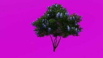 árbol flor plantas animación - laurel árbol, Texas montaña laurel, Texas mezcalbean, frijolito, frijolillo, dermatophyllum secundiflorum - verde pantalla croma llave - 1c video
