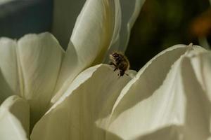 White tulips with an insect on a petal photo