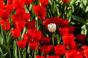 Spring field of colorful tulips photo