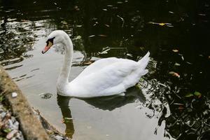 The swan drinks water, beaks drip from the beak photo
