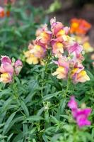 Blossoming flowers on the street of different colors photo