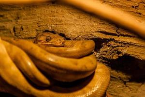 serpiente arrollado dentro un pelota foto