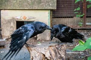 Beautiful black crows sit on a stump photo