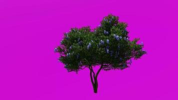 árbol flor plantas animación - laurel árbol, Texas montaña laurel, Texas mezcalbean, frijolito, frijolillo, dermatophyllum secundiflorum - verde pantalla croma llave - 2a video