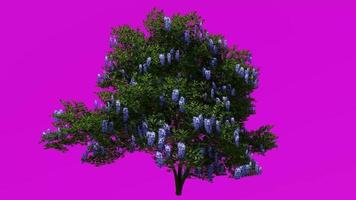 Tree flower plants animation - laurel tree, texas mountain laurel, texas mescalbean, frijolito, frijolillo, dermatophyllum secundiflorum - green screen chroma key - 3b video