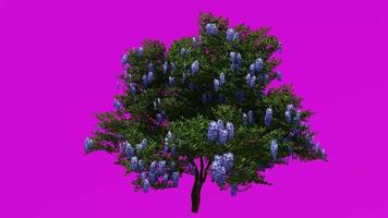 Tree flower plants animation - laurel tree, texas mountain laurel, texas mescalbean, frijolito, frijolillo, dermatophyllum secundiflorum - green screen chroma key - 3c video