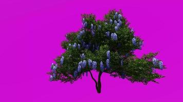 Tree flower plants animation - laurel tree, texas mountain laurel, texas mescalbean, frijolito, frijolillo, dermatophyllum secundiflorum - green screen chroma key - 4a video