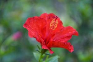 red hibiscus flowers bloom in the Bangkok garden photo