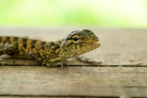 Closeup of green chameleon cub head isolated on blurred background photo